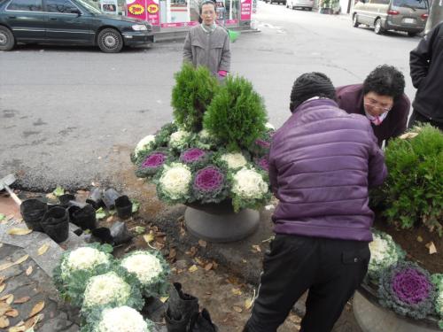 관양2동 지역공동체 일자리 사업- 꽃양배추 식재 이미지