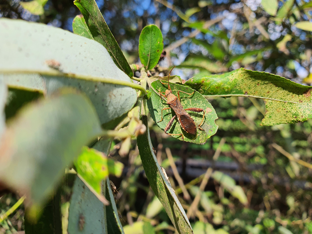 톱다리 개미허리 노린재