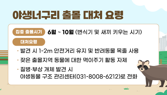 야생너구리 출몰 대처 요령
○집중 출몰시기 : 6월부터 10월(번식기 및 새끼 키우는 시기)
○대처요령 
 · 발견 시 1-2m 안전거리 유지 및 반려동물 목줄 사용
 · 잦은 출몰지역 동물에 대한 먹이주기 활동 자제
 · 질병·부상 개체 발견 시 야생동물 구조 관리센터(031-8008-6212)로 전화